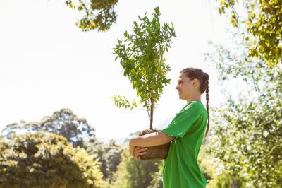 Apple Tree Planting in Ventura County, CA